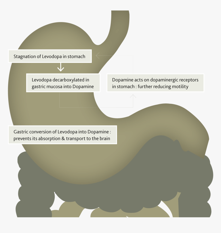 Bison, HD Png Download