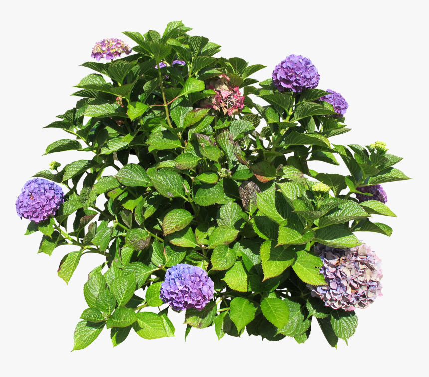 Hydrangea Bush Png - Askılı Saksı Modelleri, Transparent Png