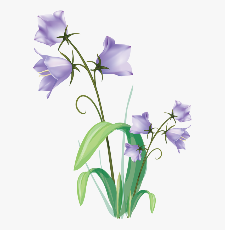 Morning Glory Leaf Branch Chichewa - Gentian Flower Png, Transparent Png