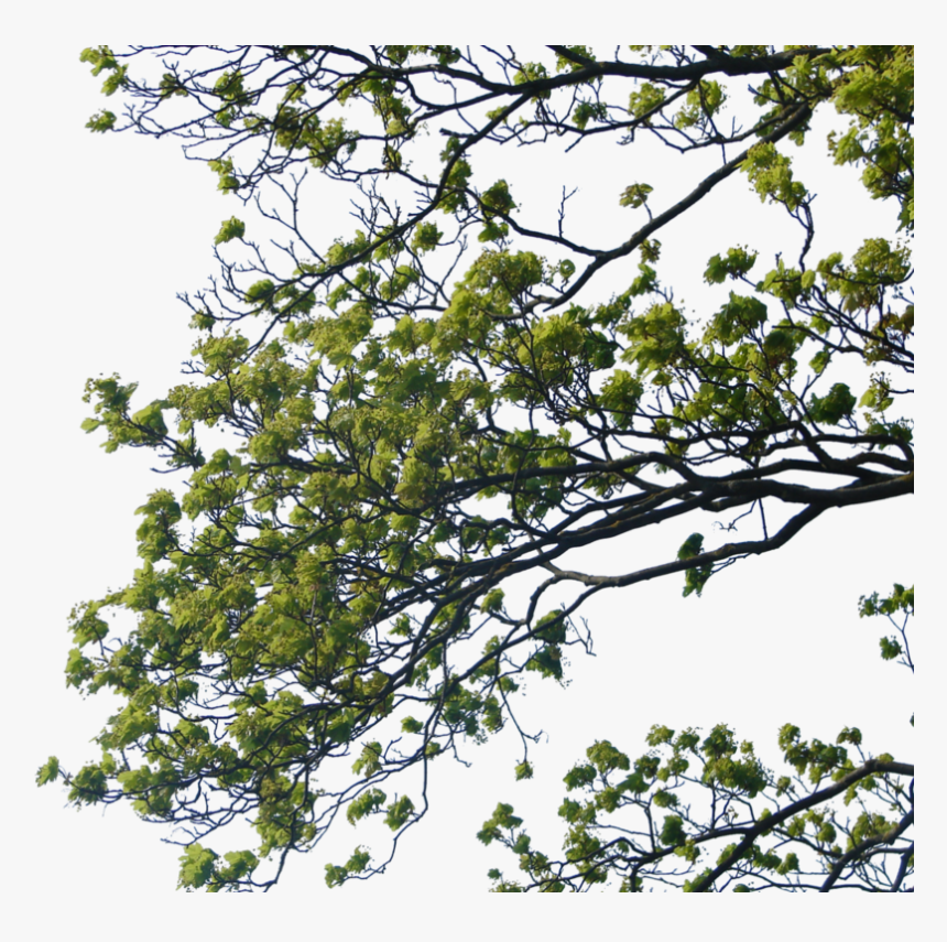 Transparent Olive Branches Clipart - Tree Branch Png Free, Png Download