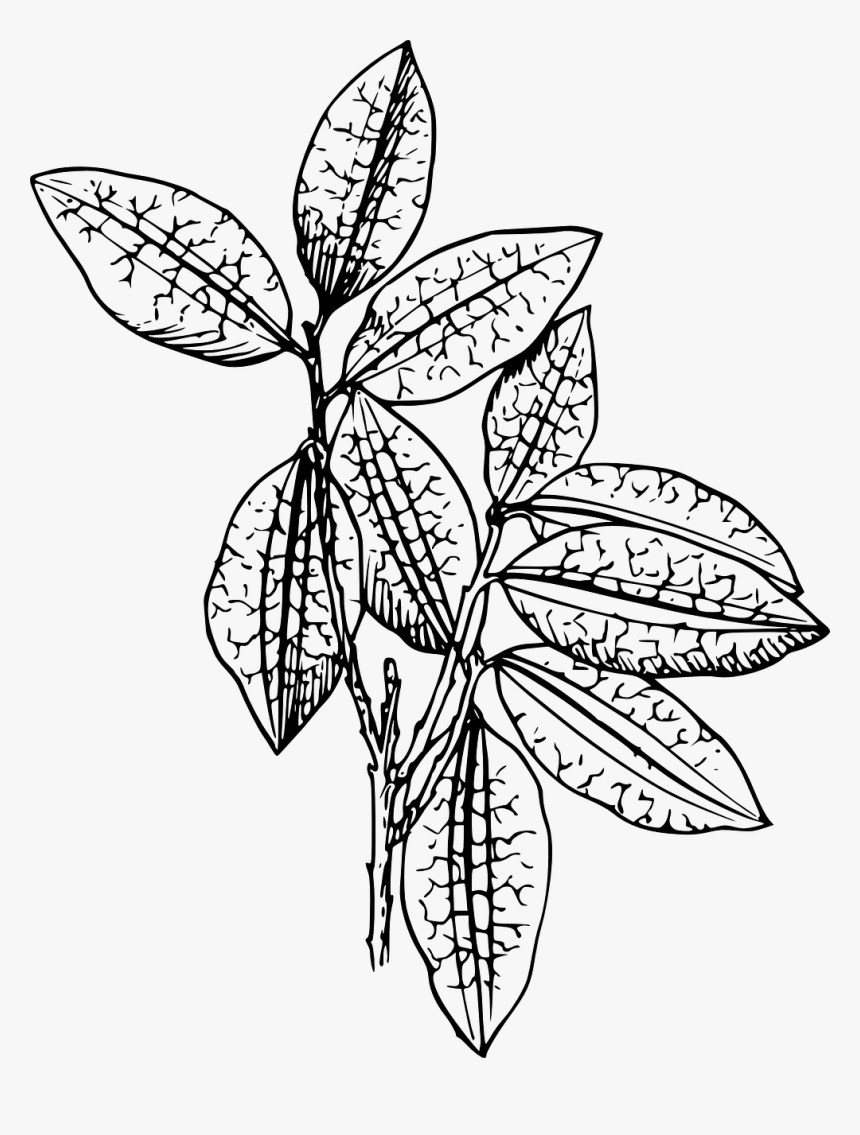 Plant Black And White, HD Png Download