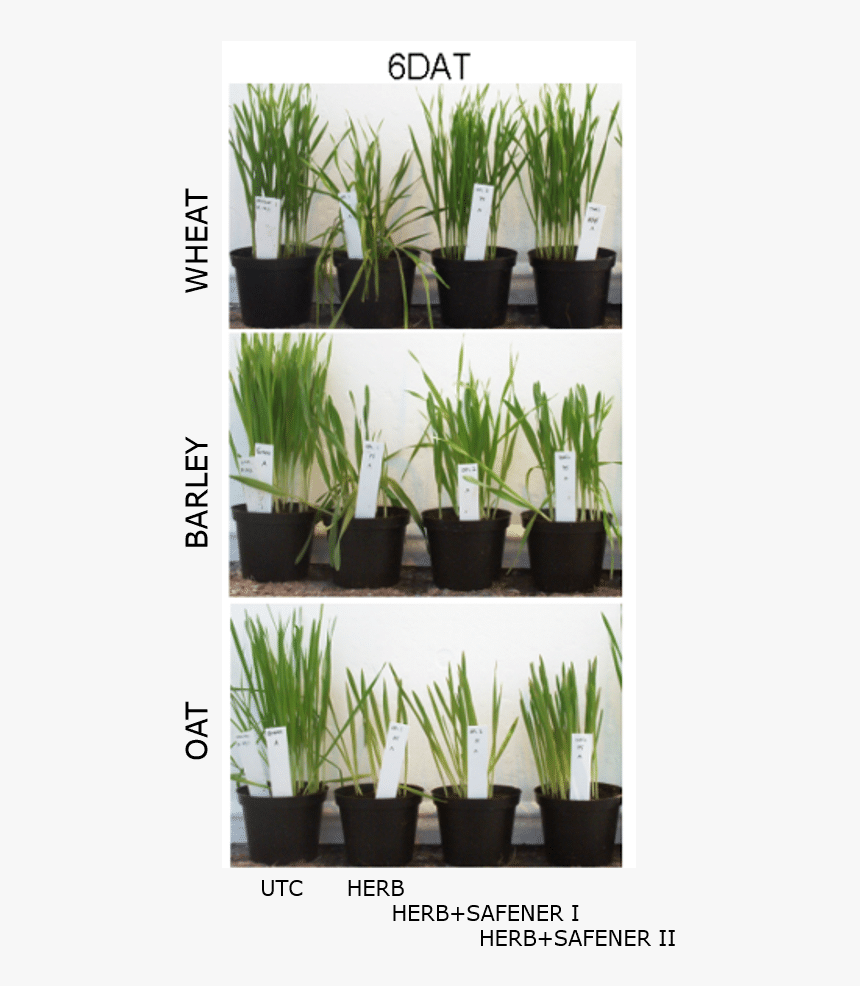 Transparent Desert Grass Png - Sweet Grass, Png Download