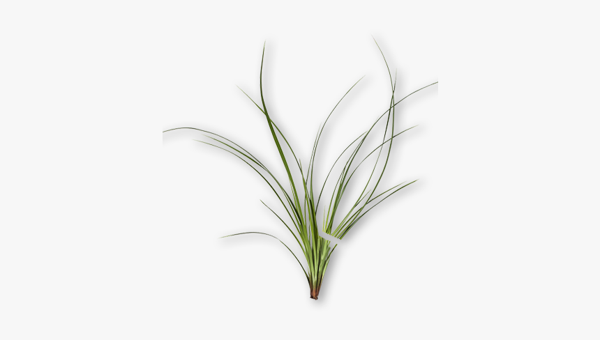 Palmarosa, HD Png Download