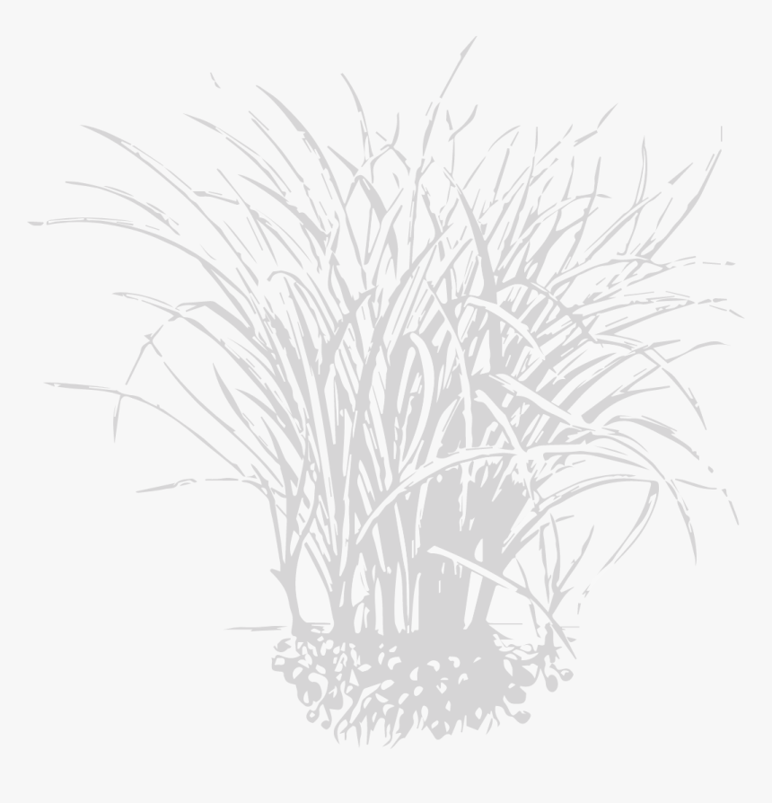 Sketch, HD Png Download