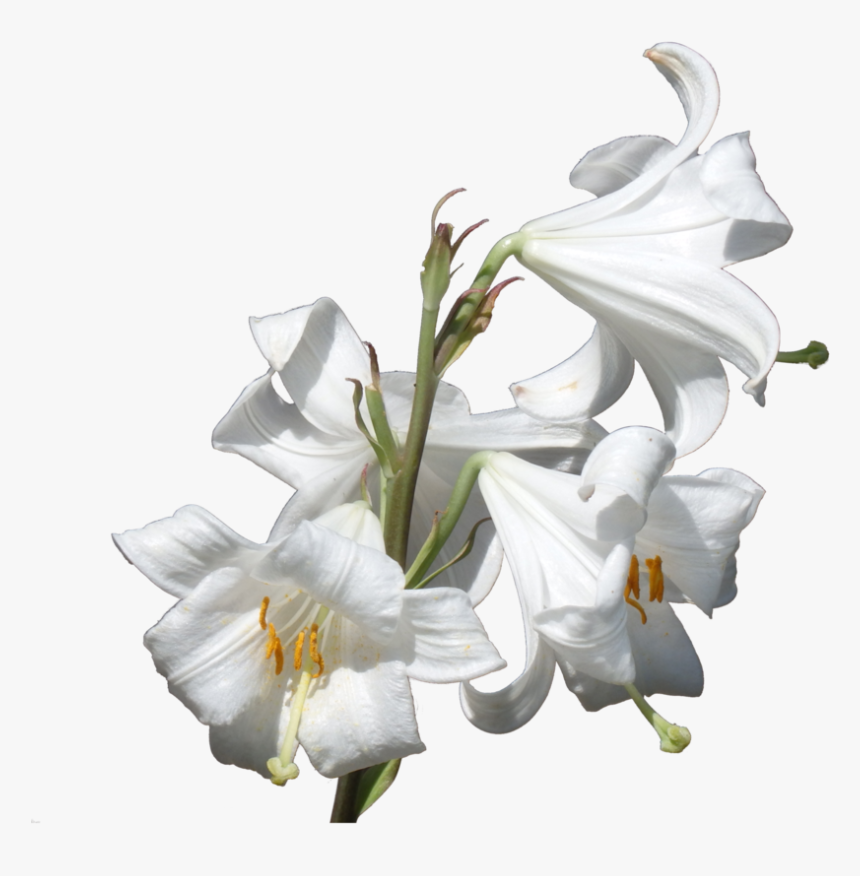Lillies Png 3 » Png Image - Lilium Candidum Png, Transparent Png