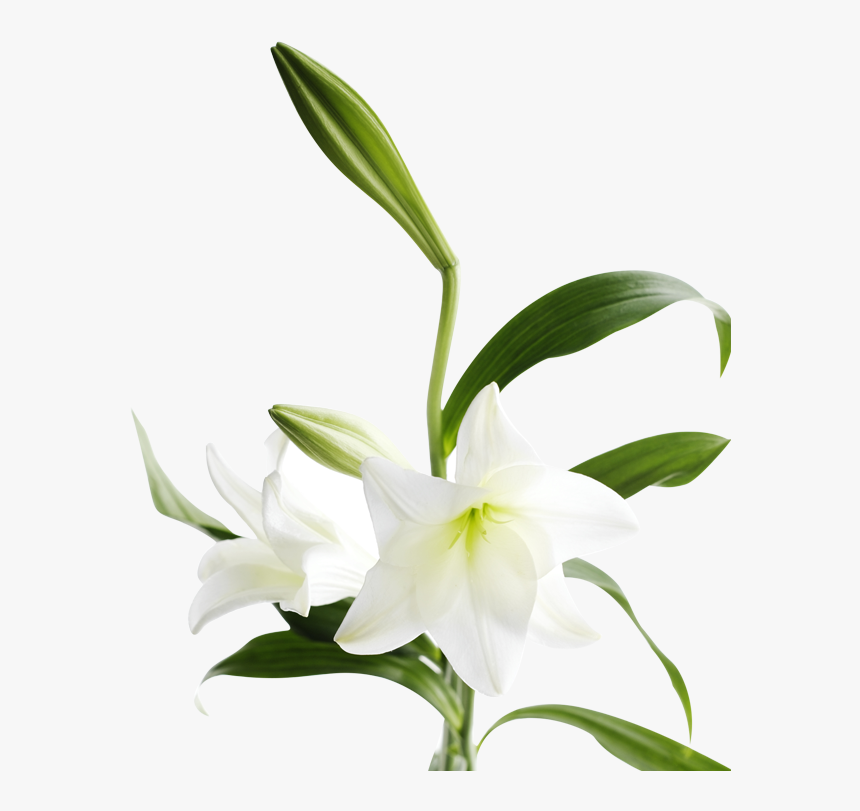 Lily Bouquet Png, Transparent Png
