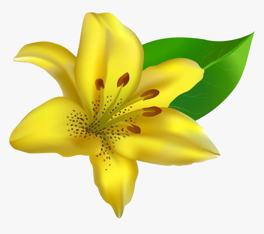 Transparent Lillies Png - Yellow Lily Clip Art, Png Download