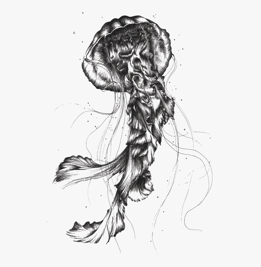 Jellyfish Sketch Png, Transparent Png