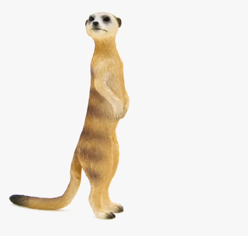 Meerkat Png, Transparent Png