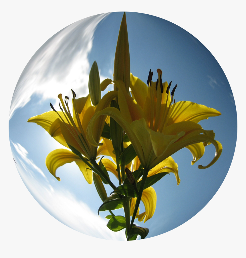 Lily Family, HD Png Download