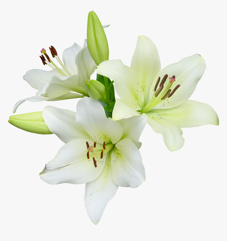 Easter Lily With No Background, HD Png Download