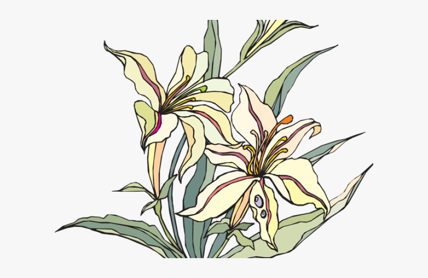 Transparent Lillies Clipart - Clip Art, HD Png Download