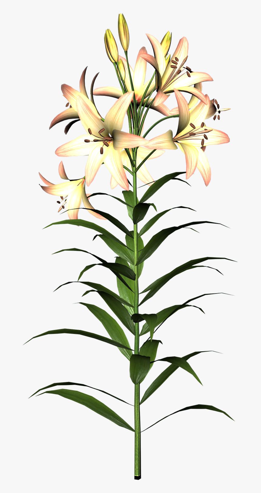 Lily Flower, HD Png Download