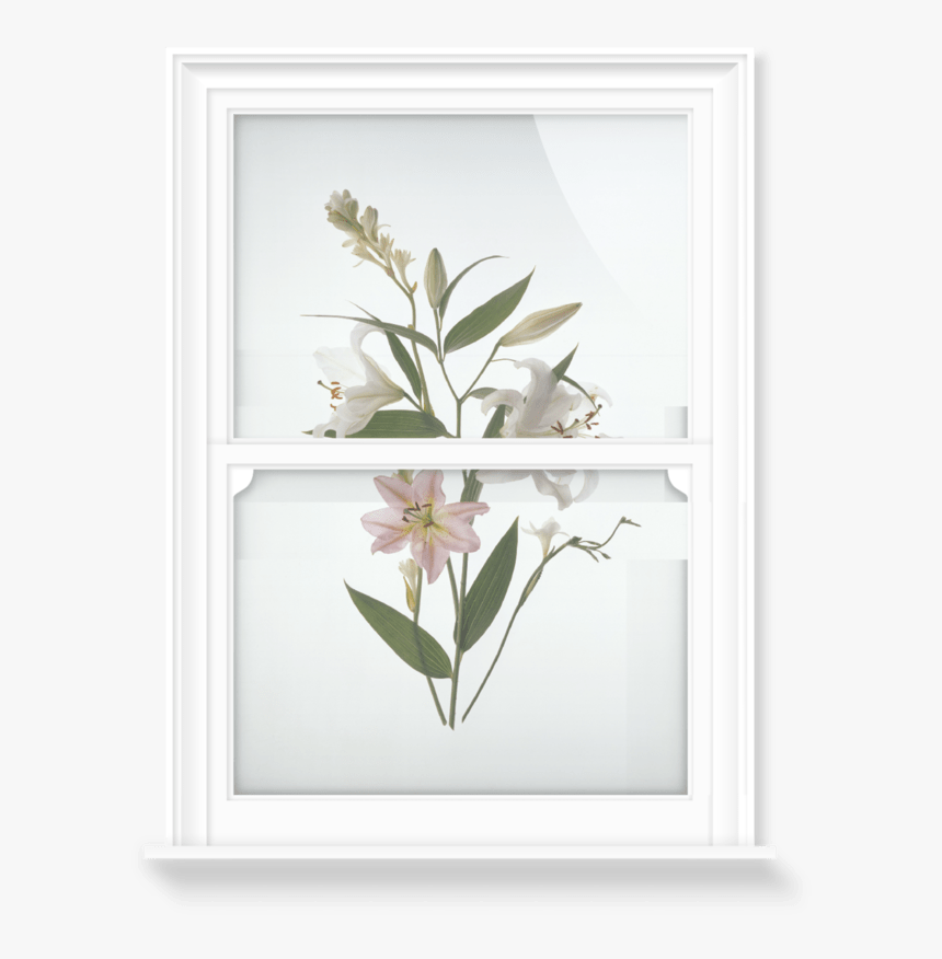 Window Film, HD Png Download