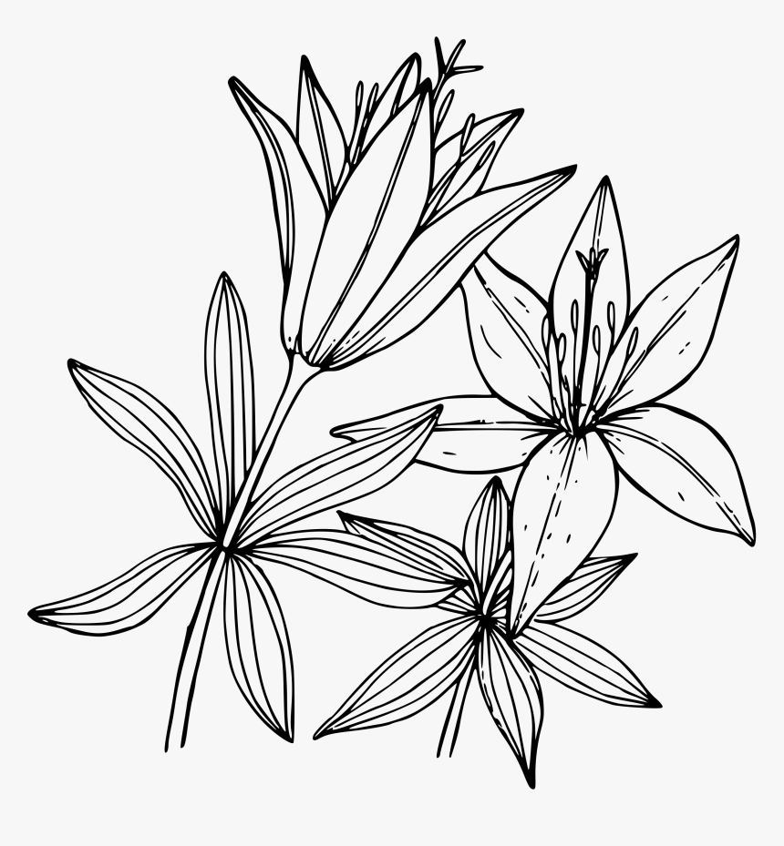Lillies Drawing - ภาพ วาด ลาย เส้น ดอกไม้, HD Png Download