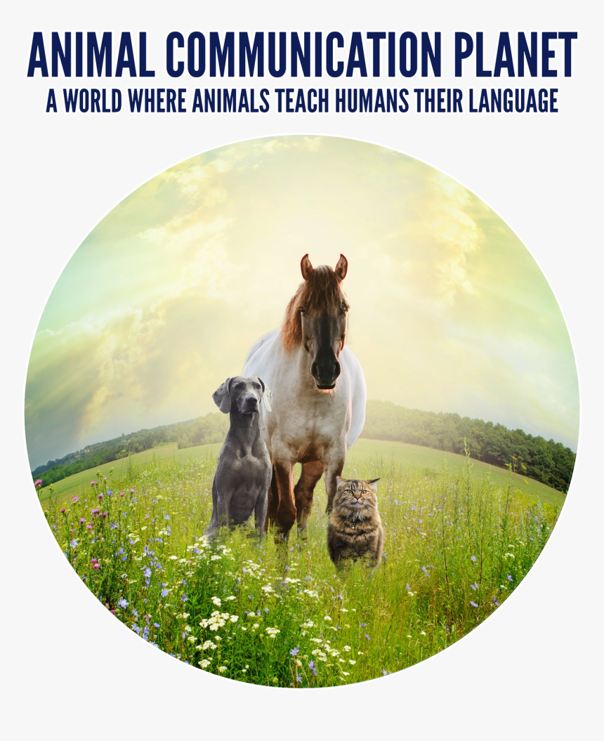 Norwegian Lundehund, HD Png Download