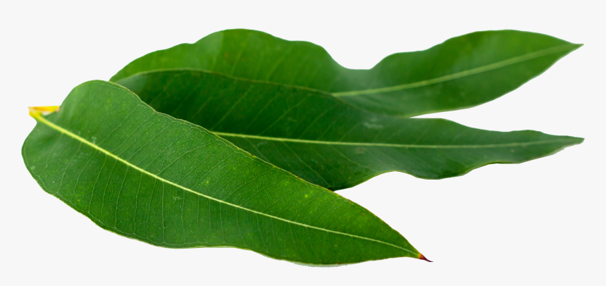 Oregano Png Download - Buttonbush, Transparent Png