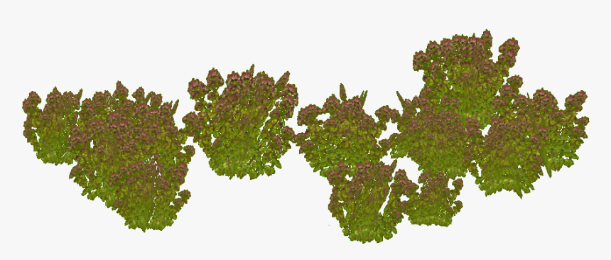Oregano - Tree, HD Png Download