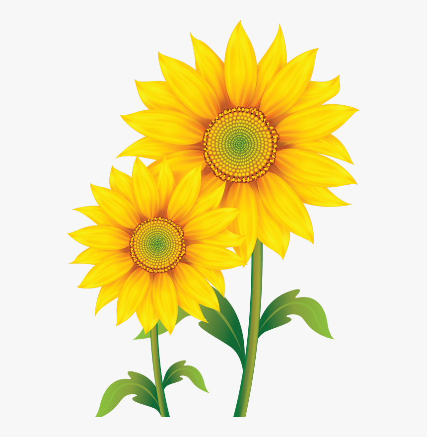 Fleurs Flores Flowers Bloemen - Transparent Background Sunflower Clip Art, HD Png Download