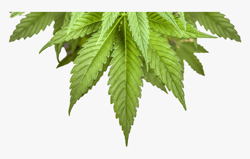 Bottom Leaf Small - Cannabis, HD Png Download