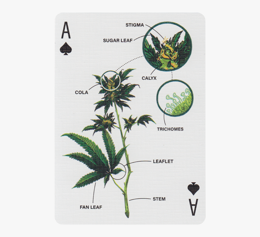 Main - Aloe, HD Png Download