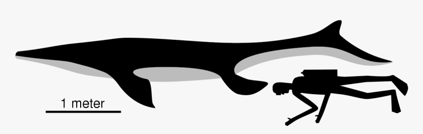 Platecarpus Size, HD Png Download