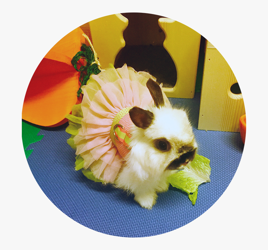 Bunny Stressbusters Circle Small - Hamster, HD Png Download