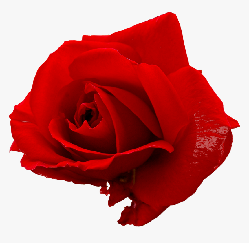 Red Rose Png - Graphic Red Rose Png, Transparent Png