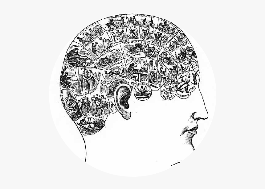 Phrenology Chart, HD Png Download