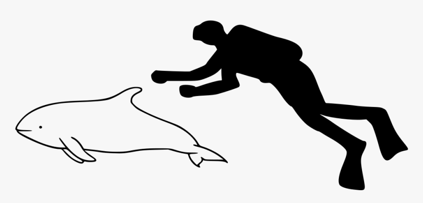Pilot Whale Size Comparison, HD Png Download
