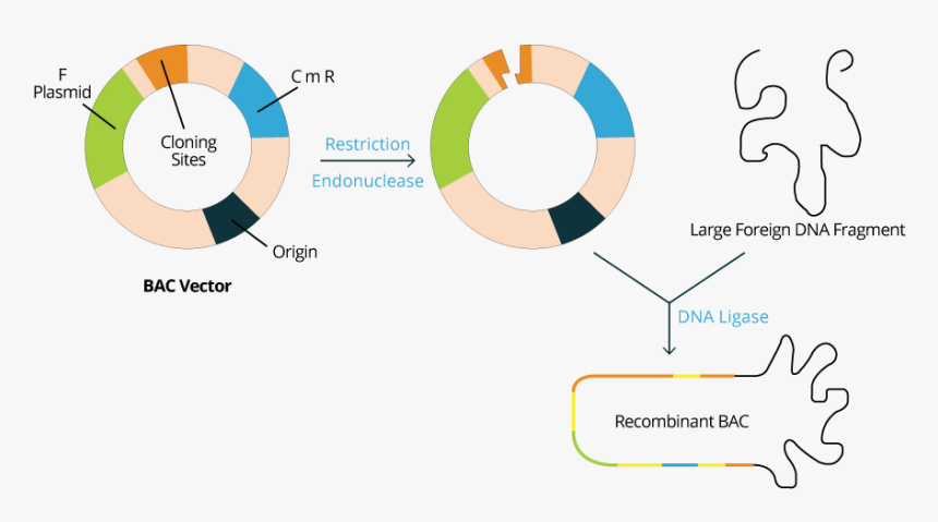 Bacterial Artificial Chromosome Vector Bac, HD Png Download