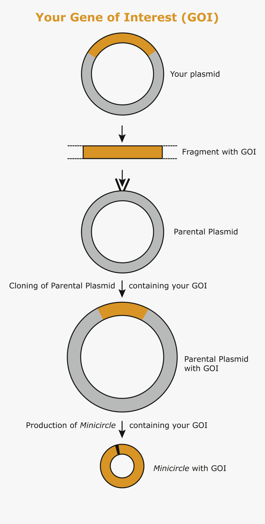 Circle, HD Png Download