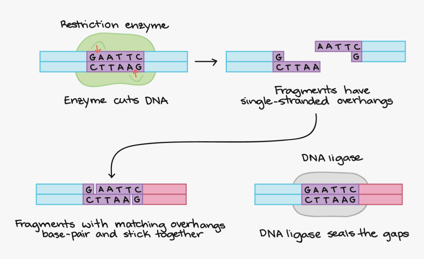 Dna Recombinante Enzimas De Restrição, HD Png Download