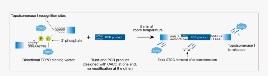 Topo Directional Cloning, HD Png Download