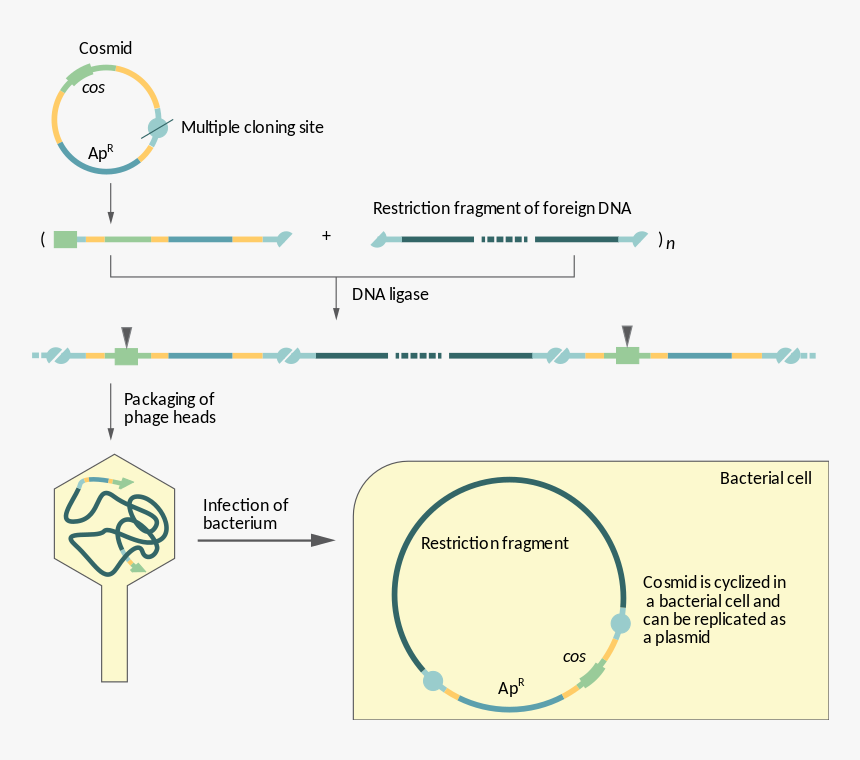Difference Between Cosmid And Phagemid, HD Png Download