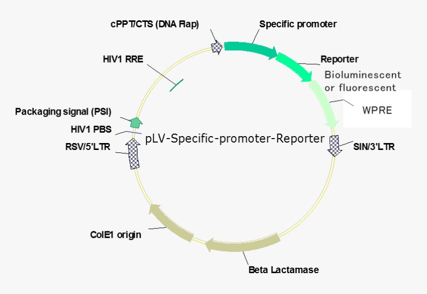 Circle, HD Png Download