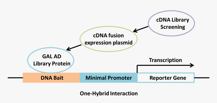 Yeast One Hybrid Assay, HD Png Download
