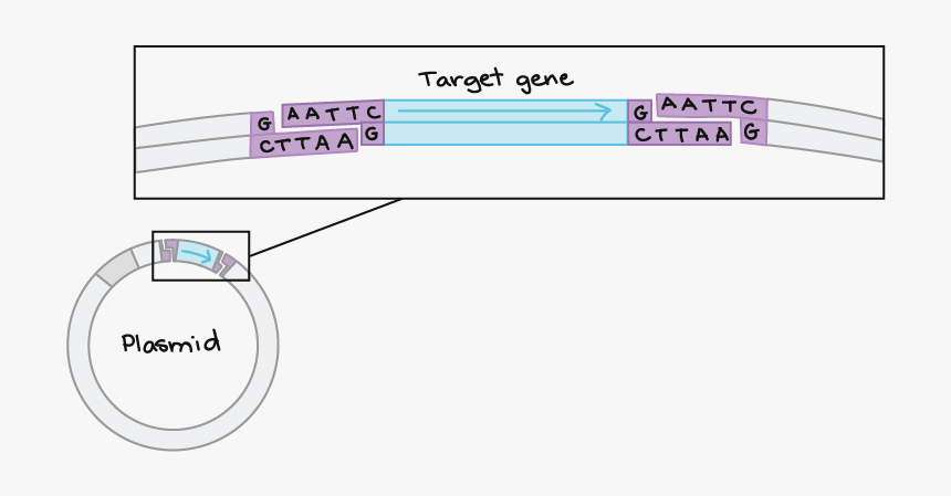 Diagram, HD Png Download