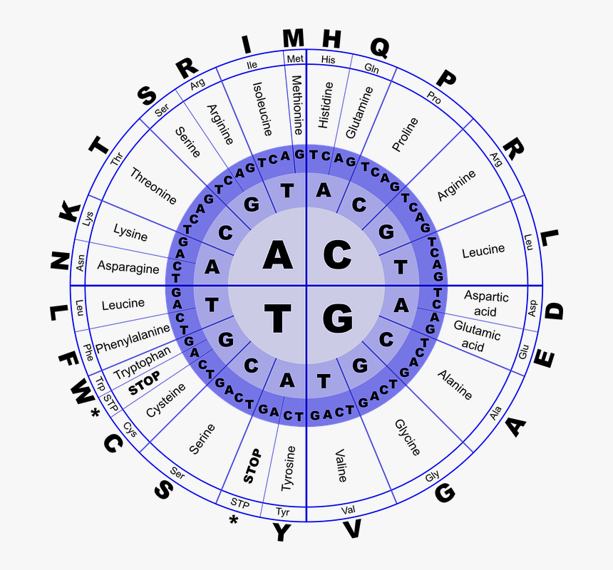 Rna Genetic Code, HD Png Download