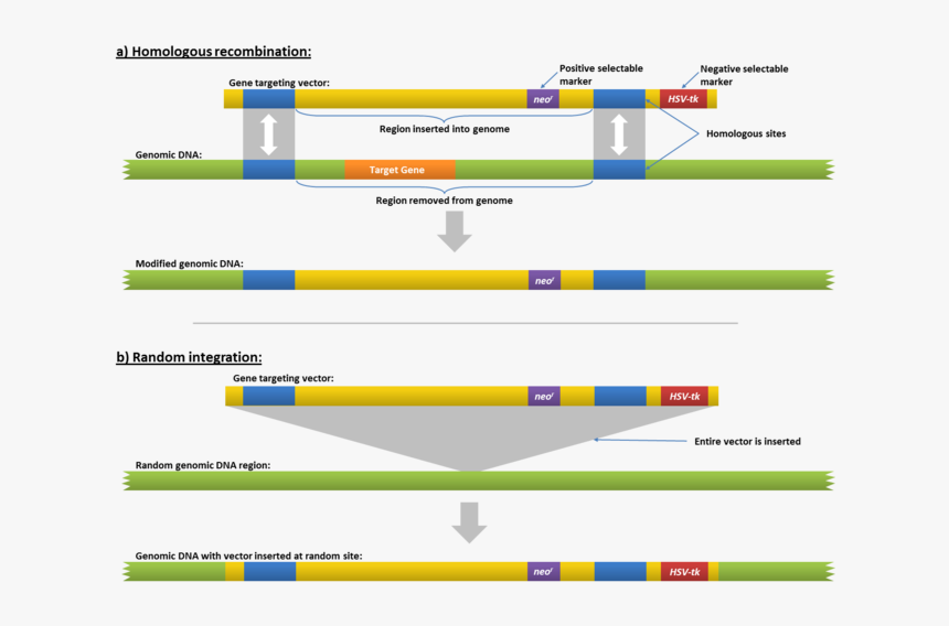 Homologous Recombination Gene Insertion, HD Png Download