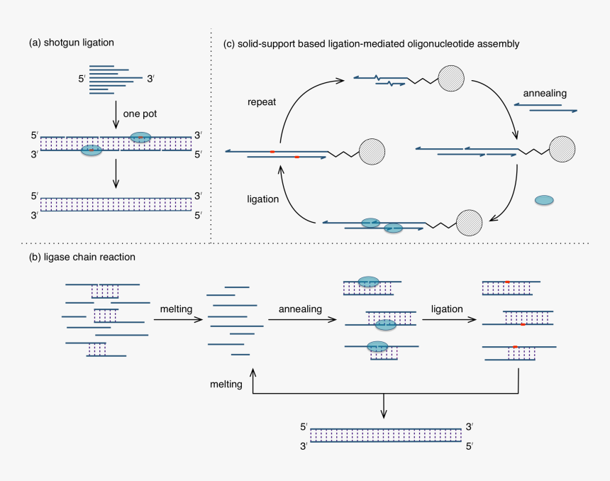 Diagram, HD Png Download