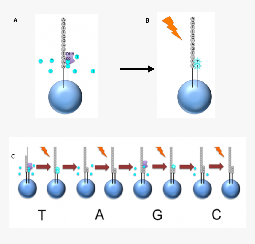 Graphic Design, HD Png Download