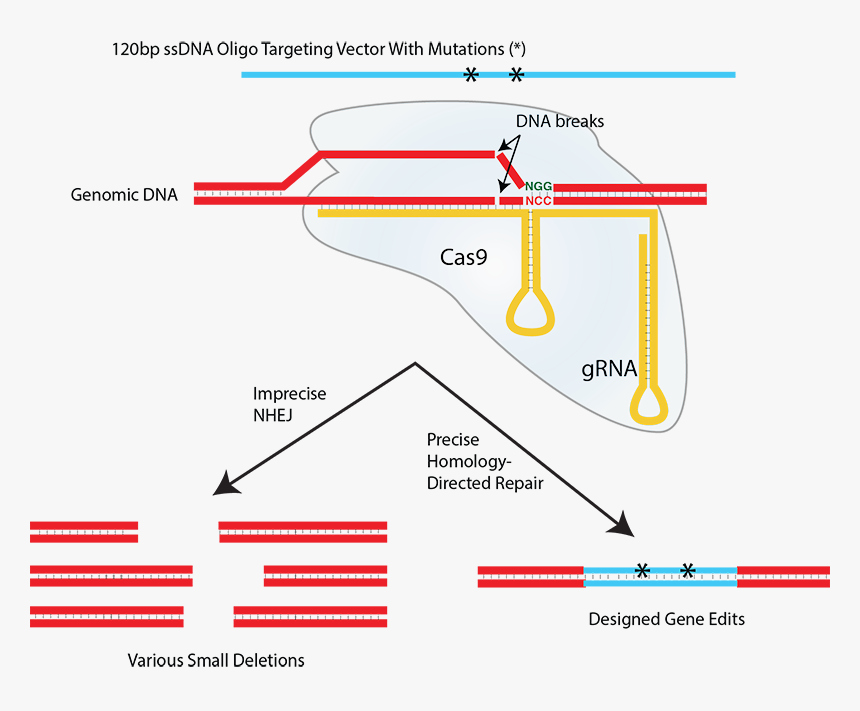 Nhej And Hdr - Cas9 Single Stranded Dna, HD Png Download