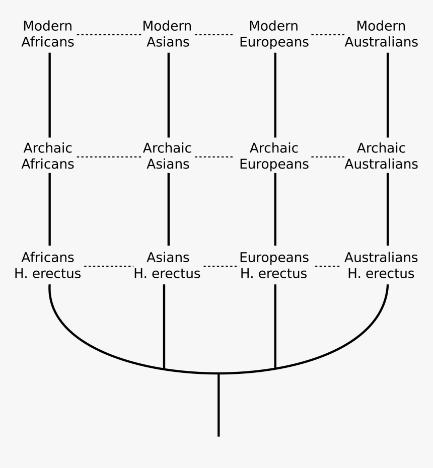 Multiregional Model Of Human Evolution, HD Png Download