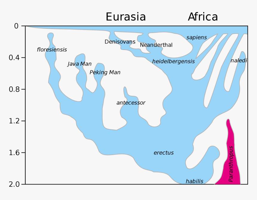 Human Evolution, HD Png Download