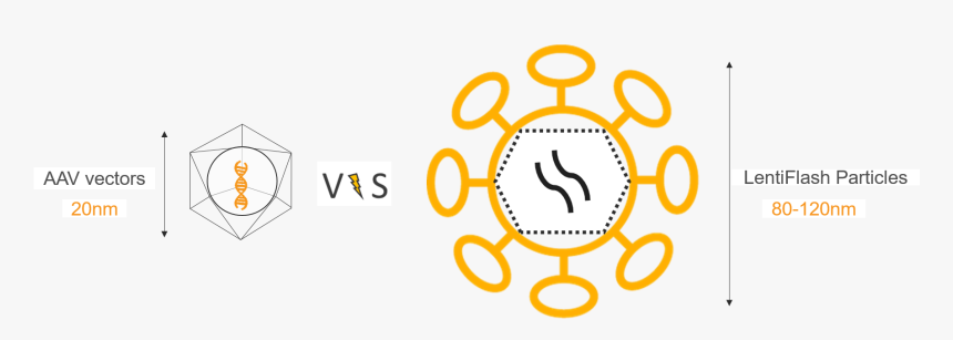 Lentivirus Aav, HD Png Download