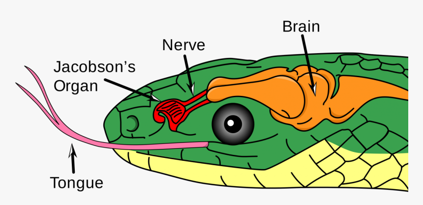 Snake Jacobson's Organ, HD Png Download