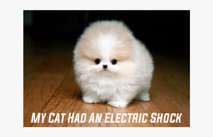 Pomeranian, HD Png Download