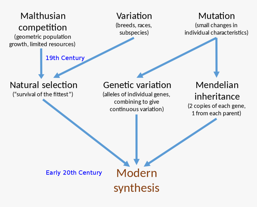 Neo Darwinism, HD Png Download
