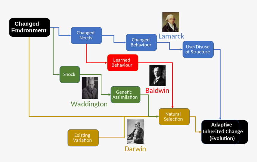 Lamarckism Theory Of Evolution, HD Png Download